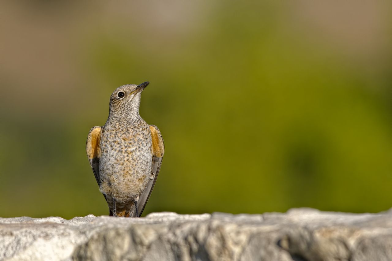 Codirossone (Monticola saxatilis)